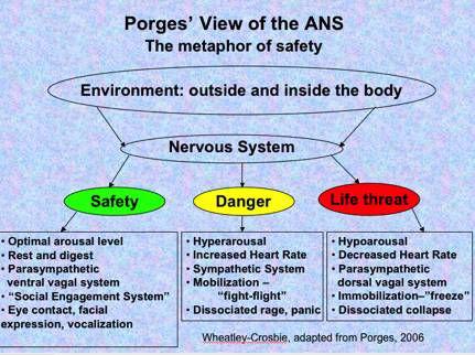 Polyvagal Autonomic Nervous System