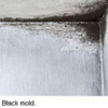 mold1103