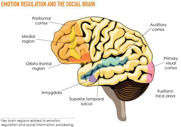 Emotion reg and social brain
