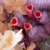 Tiny Hungry Birds