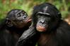 Bonobos Just Want Everyone to Get Along [TheAtlantic.com]