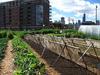 Community Gardening a Boon to Neighborhoods in Crisis [NonprofitQuarterly.org]