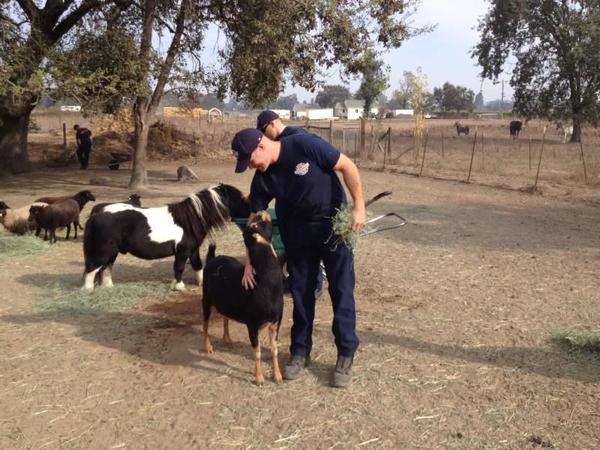 Forgetmenot farms fireman w goat