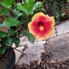 Hibiscus 3: You bloomed!