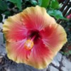 Hibiscus 4: Gorgeous