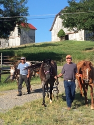 Dan Press with horses August 2019