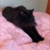 Liz at rest: Image: Black cat stretched out across pink blanket on a mattress with eyes closed.