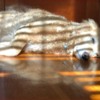 Ella Rest: Image: tired half-aslep beige dog lying on wood floor with sunlight coming through blinds.