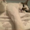 poli home: Image: Mostly white cat with black around ears on a mattress resting with front right paw stretched over edge on top of grey and white floral sheet.