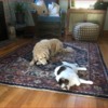 animals: Image: living room with chair, fireplace, window, and radiator and a beige small, golden-doodle mix on left and a white and black and grey multi-colored cat both lying down and resting on a blue, maroon, beige rug on top of a wood floor.