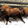 Buffalo on the run