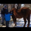 Donkey Therapy (5-minutes WGBH News)