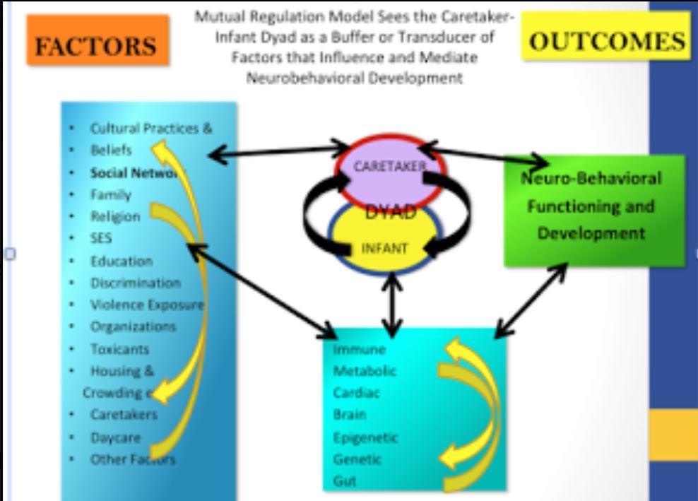 Mutual Regulation Model Caretaker-Infant Dyad diagram