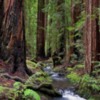 Mendocino redwoods