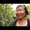 MAYE Center Brings Healing and Cambodian Veggies [3 min]