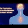 The Fascinating Relationship Between the Heart and Brain (4-minutes HeartMath Institute)