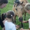 Romania Horse 4: Feeding horses was a perfect distraction.