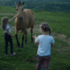 Romania Horse3: The girls grew more confident in feeding the horse